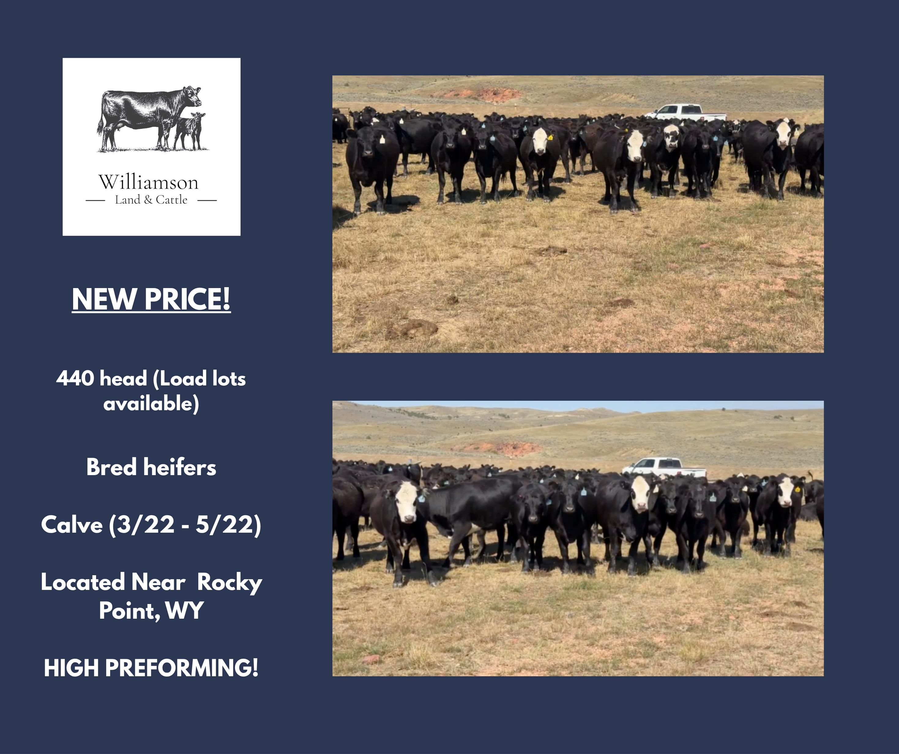 Folks, if you’re down South, here’s your group of bred heifers.- BH1110B5